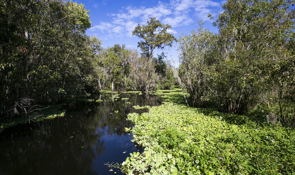 Ocklawaha River
