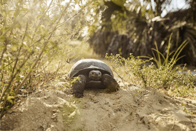 Help protect the gopher tortoise