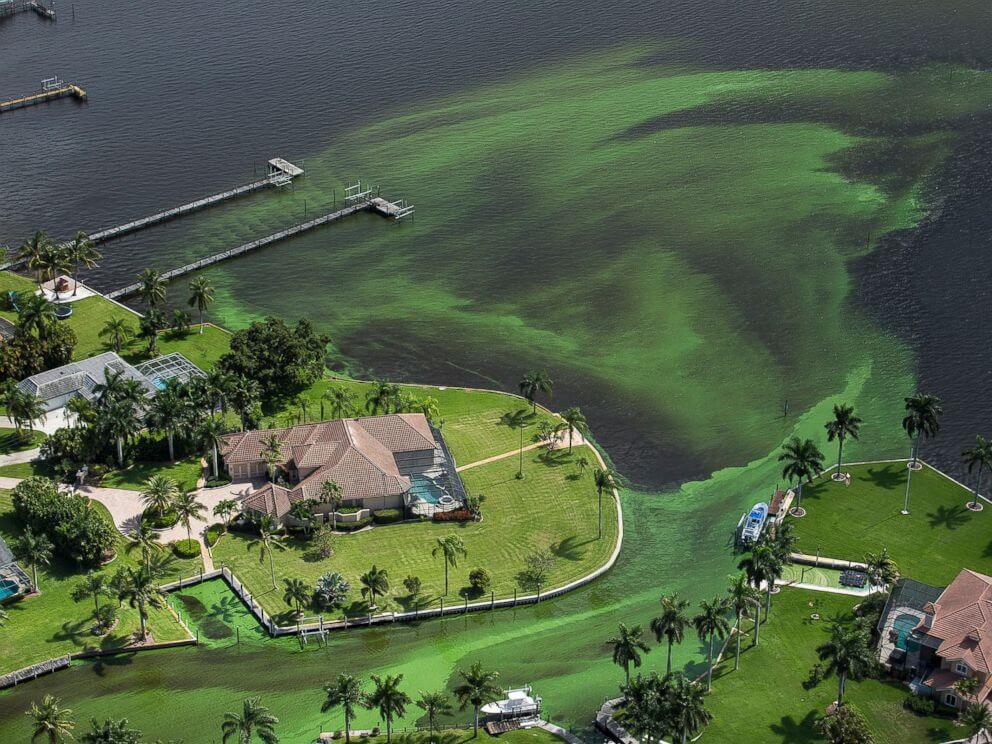 Blue-green Algae