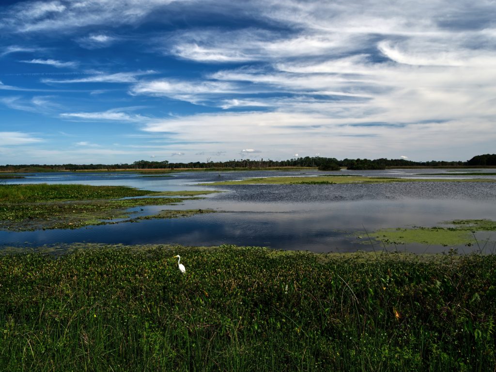 A lone great egret stands quietly among the tall grass at the edge of a wetlands lake.