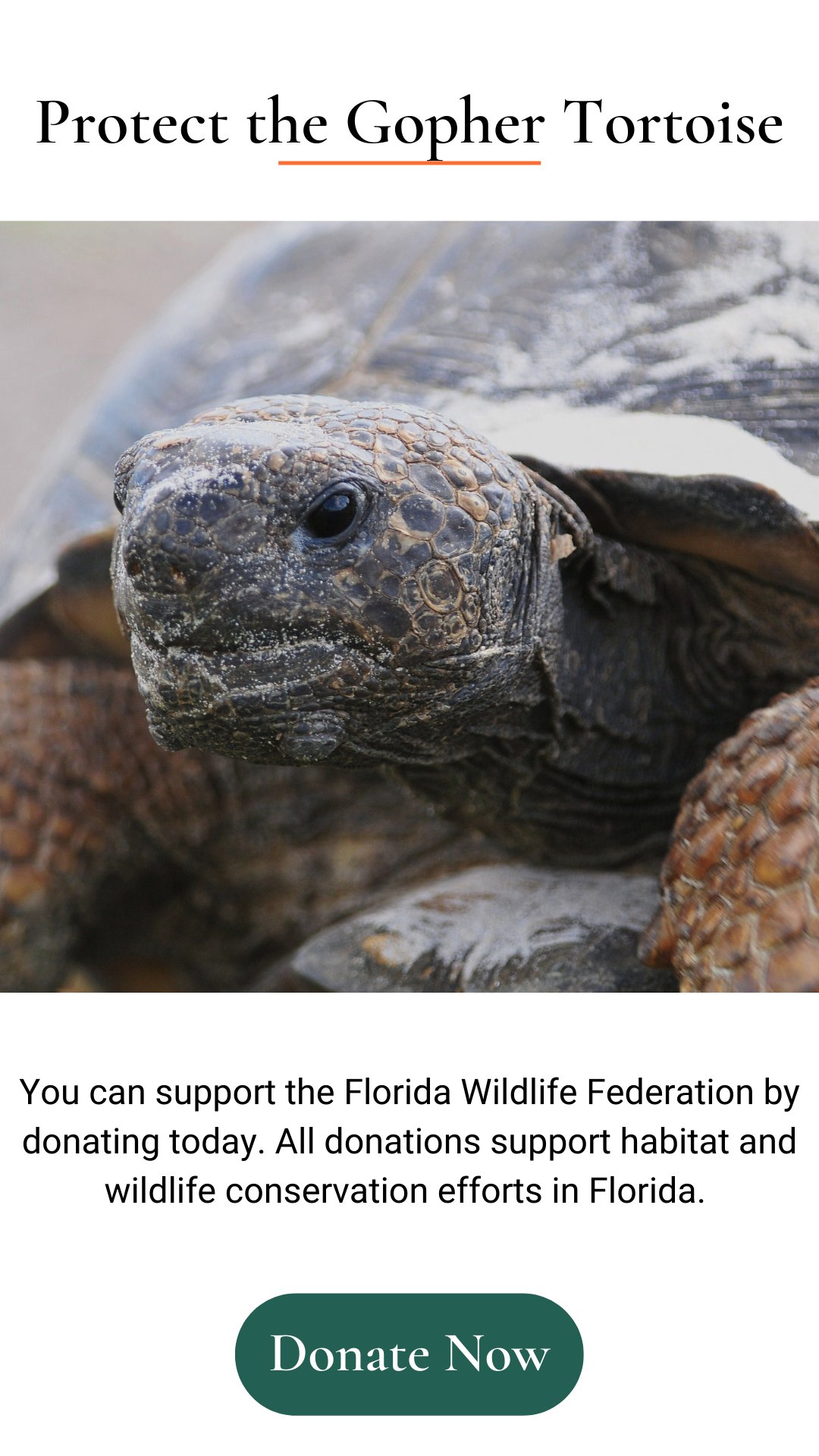Protect the Gopher Tortoise