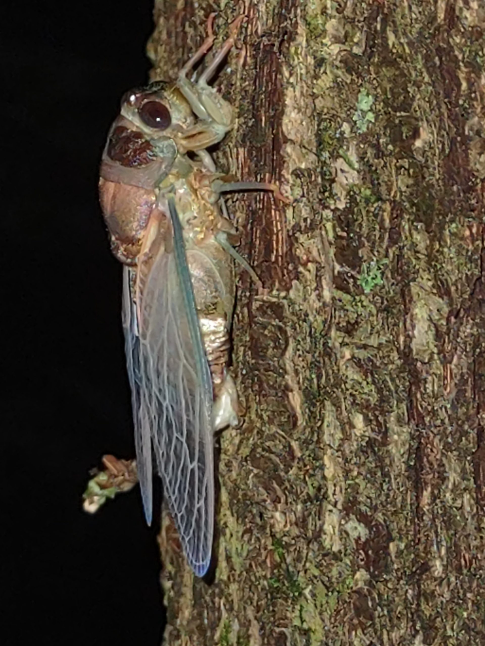 Cicada Essay by Sabine Lyons