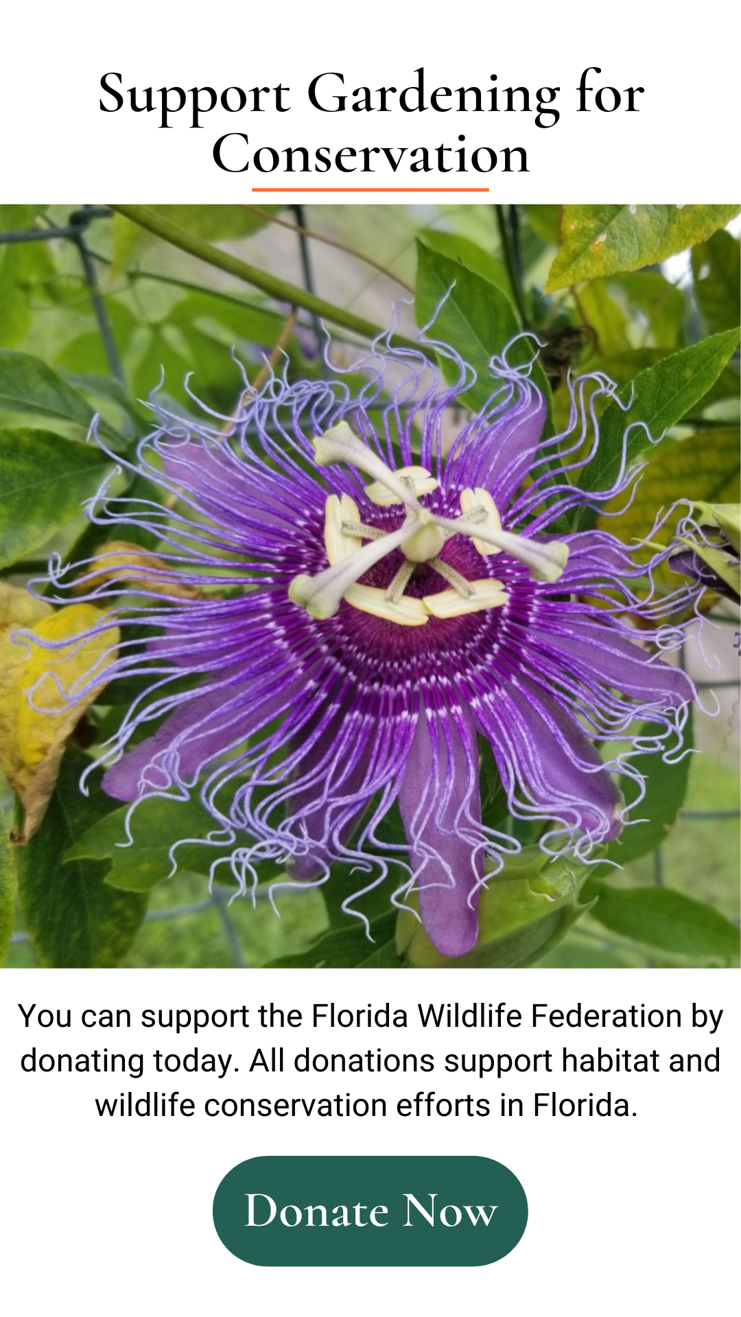 Graphic featuring Florida flower and reading 'Support Gardening for Conservation'