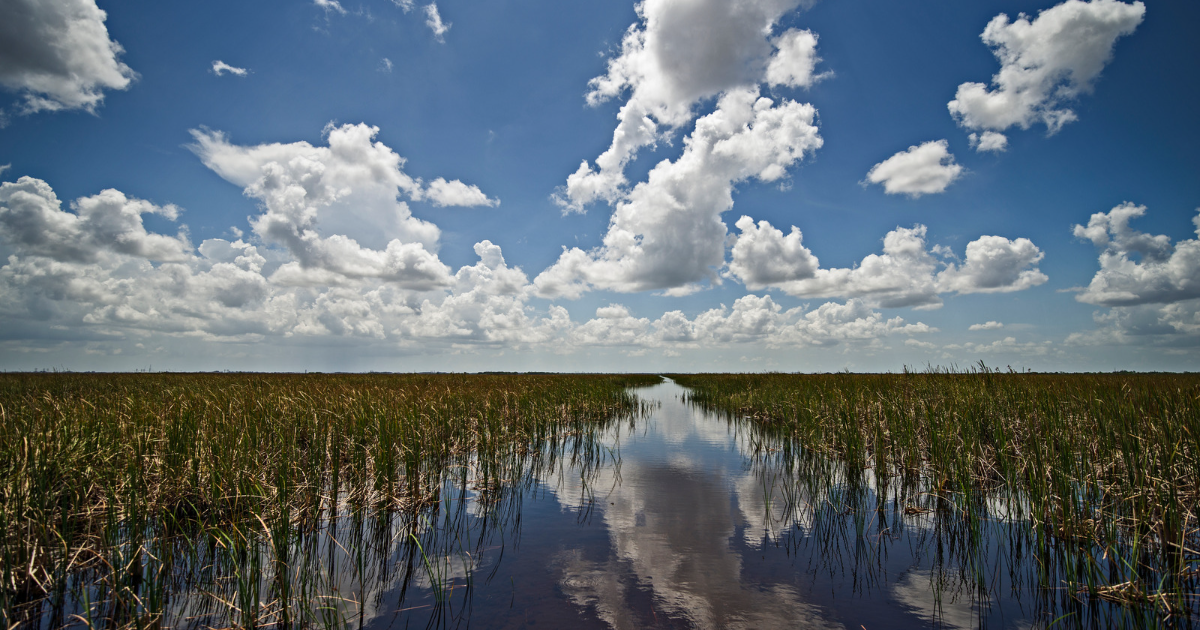 Reflection in the Everglades.