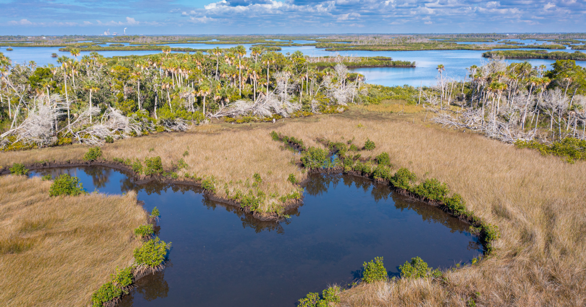 Celebrating American Wetlands Month