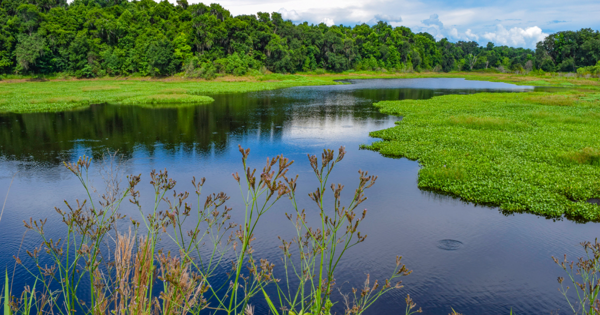 Paynes Prairie Preserve State Park in Alachua County.