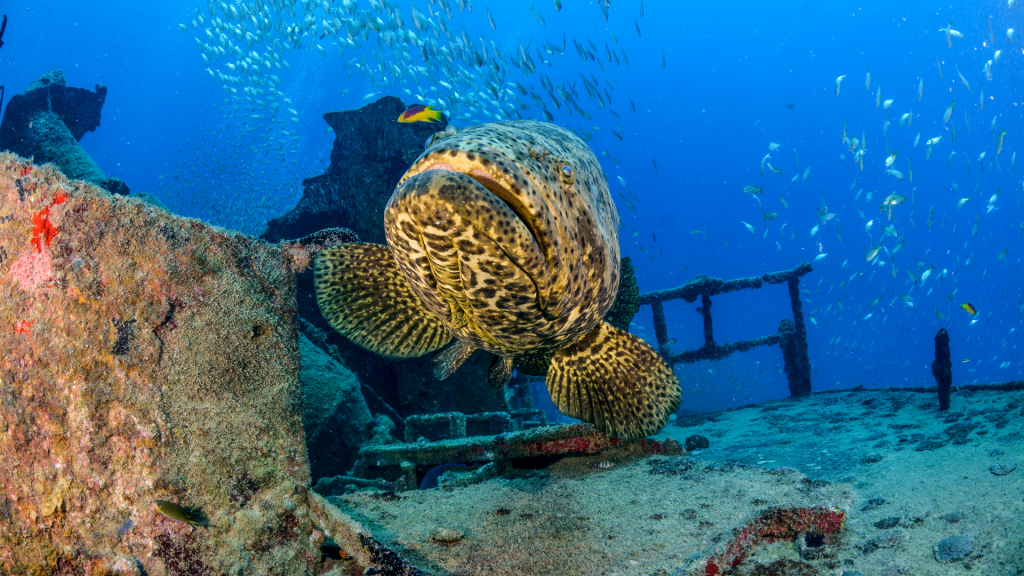 Photograph of an Atlantic Goliath grouper swimmind by a shipwreck.