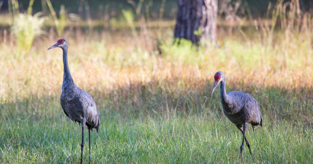 Sandhill Cranes at Split Oak Forest by David Moynahan