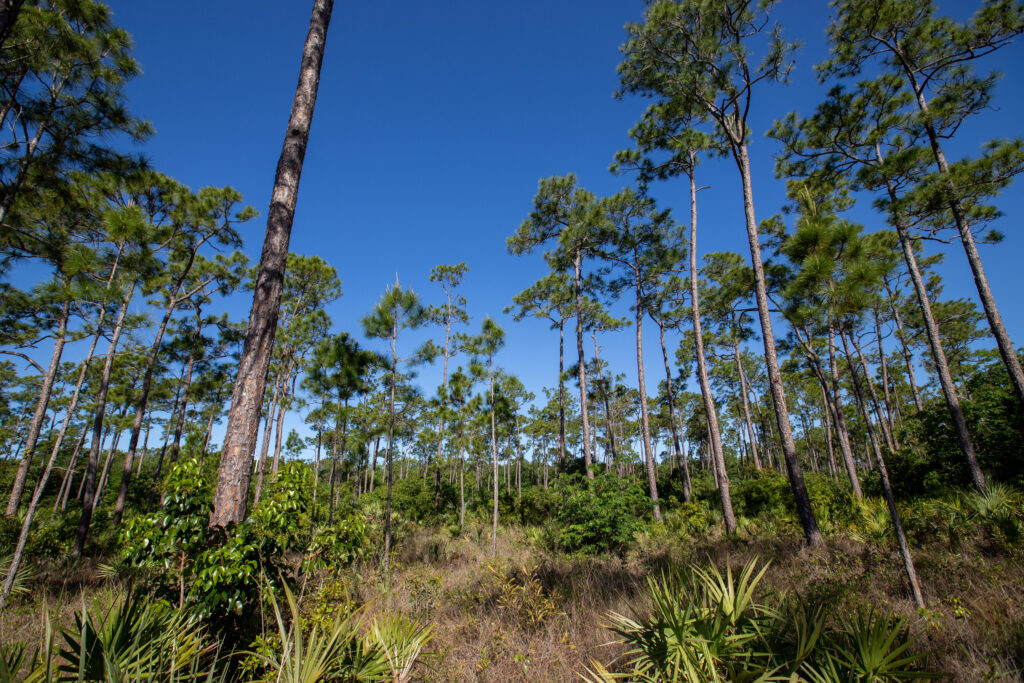 A wide landscape of pine trees, shrubs, and vegetation.