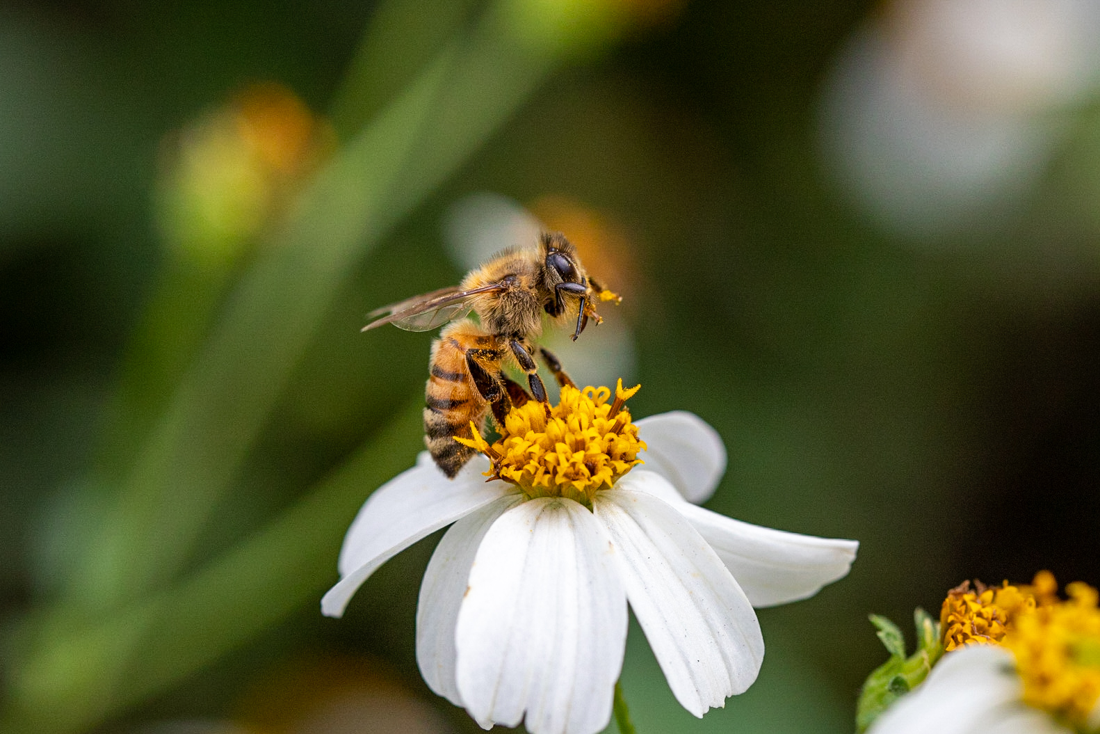 The Effects of Pesticides on Pollinators