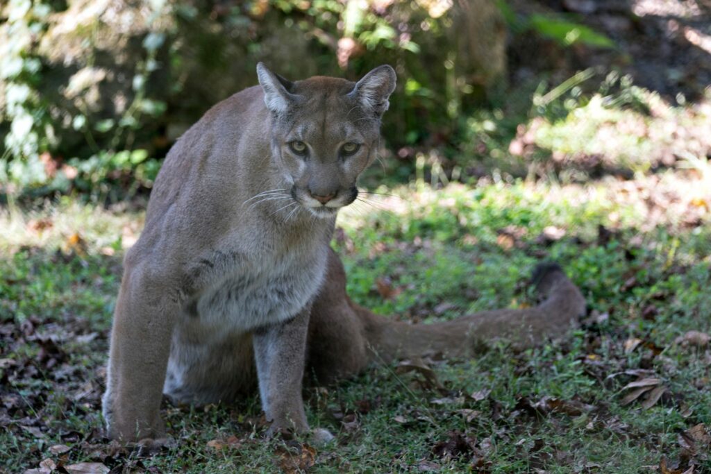 Florida Panther stock photo