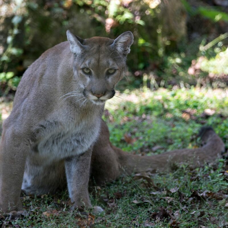 Florida Panther stock photo