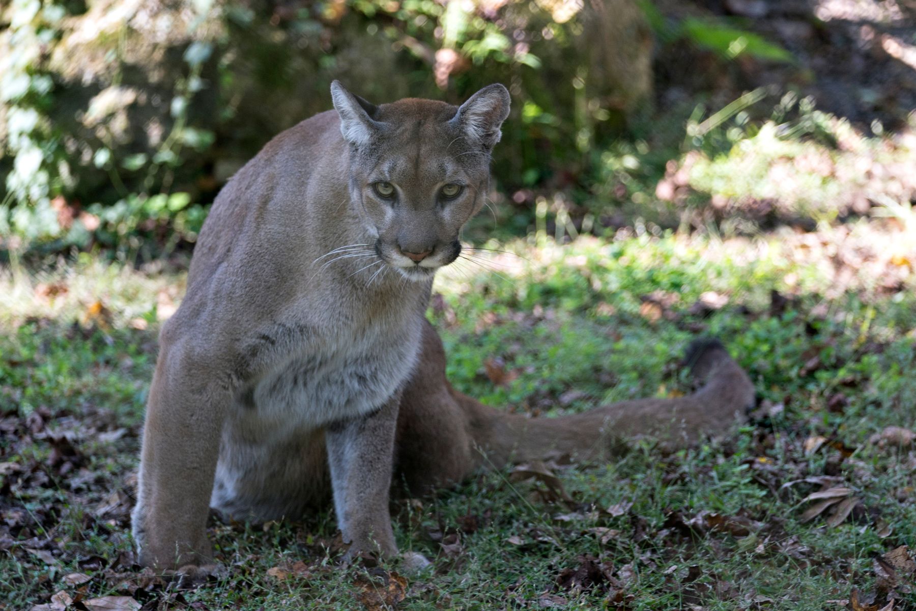 Wildlife Crossings Update: Venus Funding Approval