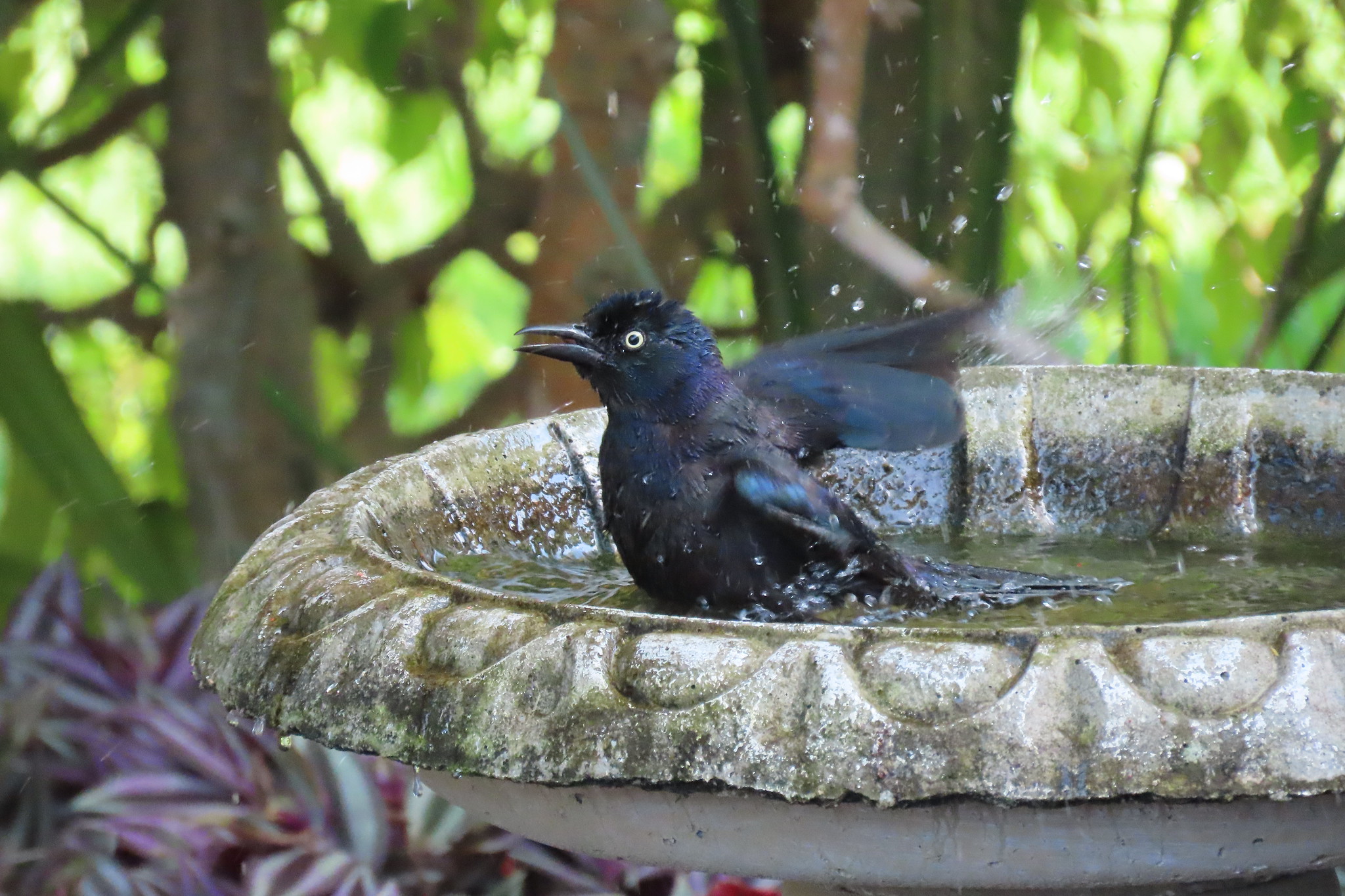 Help Wildlife Beat the Heat this Summer!