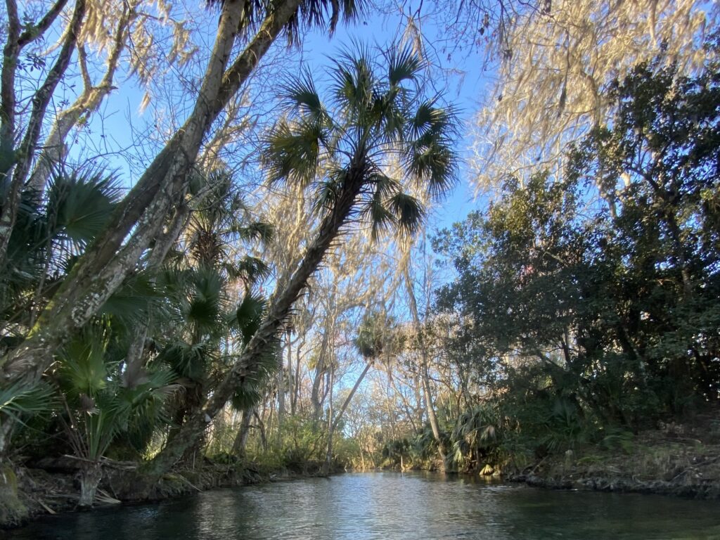 A landscape shot of a river with trees along the riverbanks