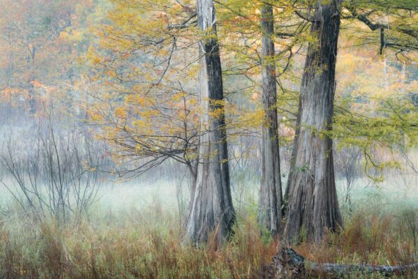 3rd Place Winner 
2024 FWF Photo Contest