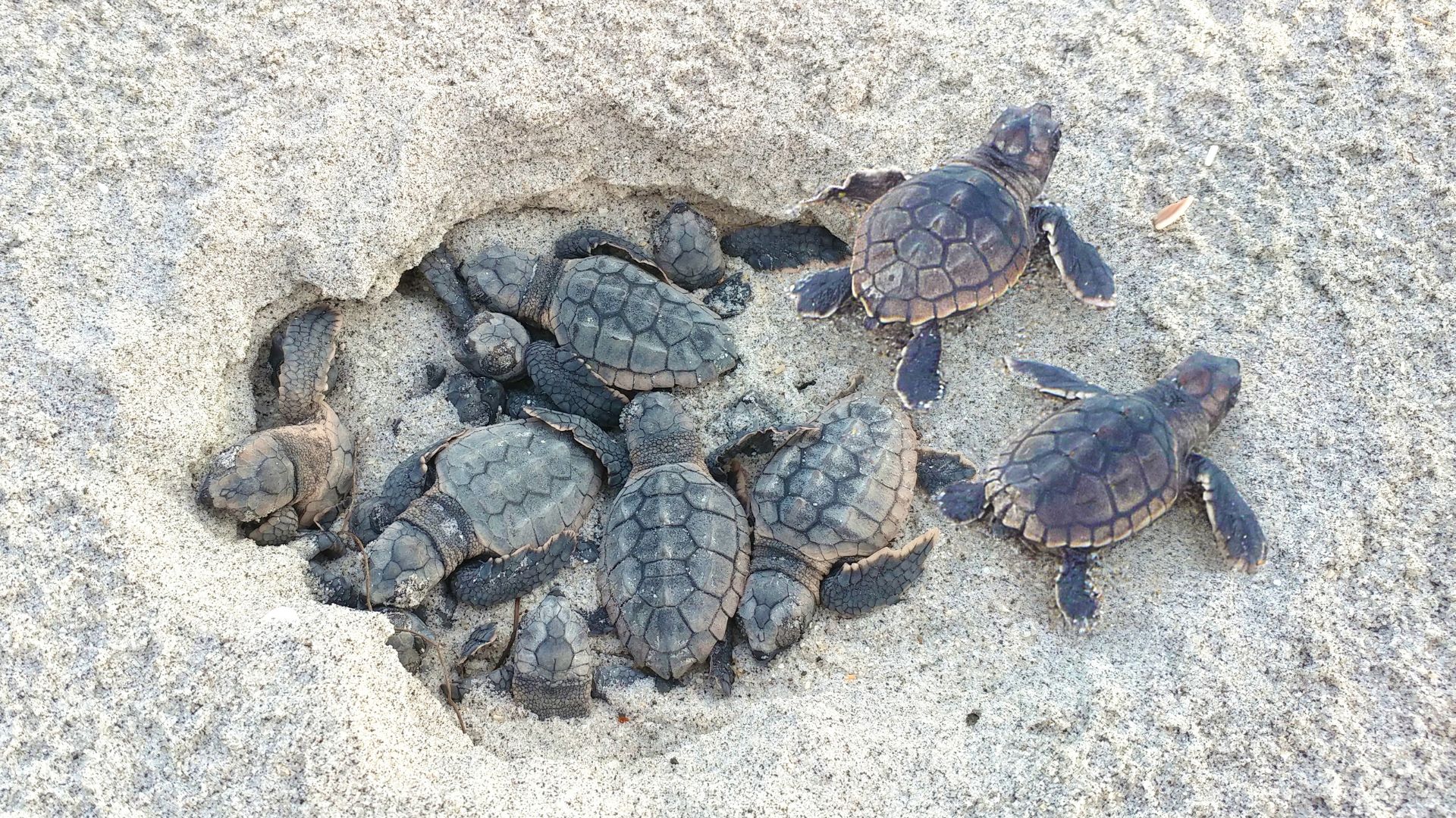 Celebrating Florida’s Nesting Sea Turtles