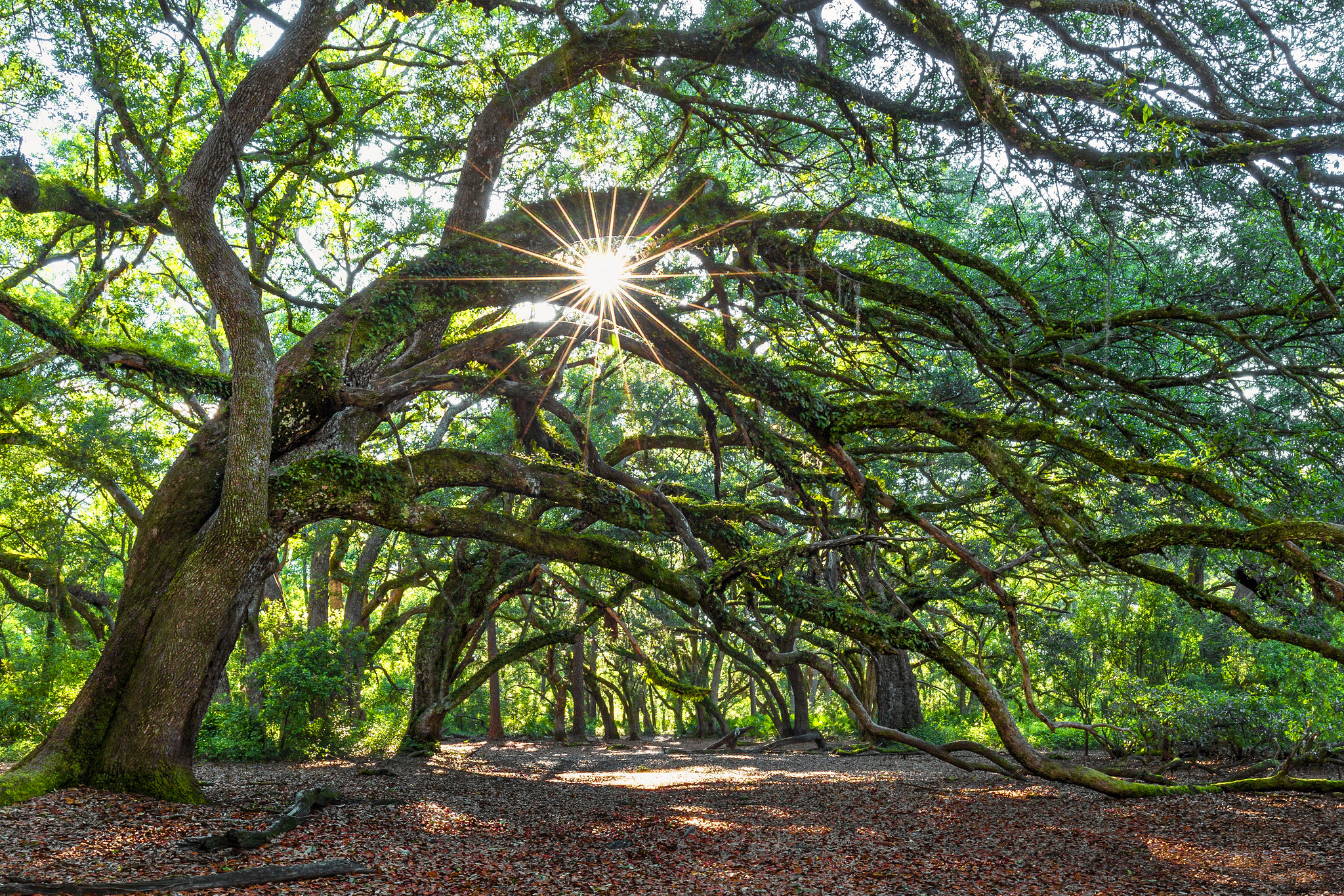 Celebrate Florida Arbor Day with Native Trees