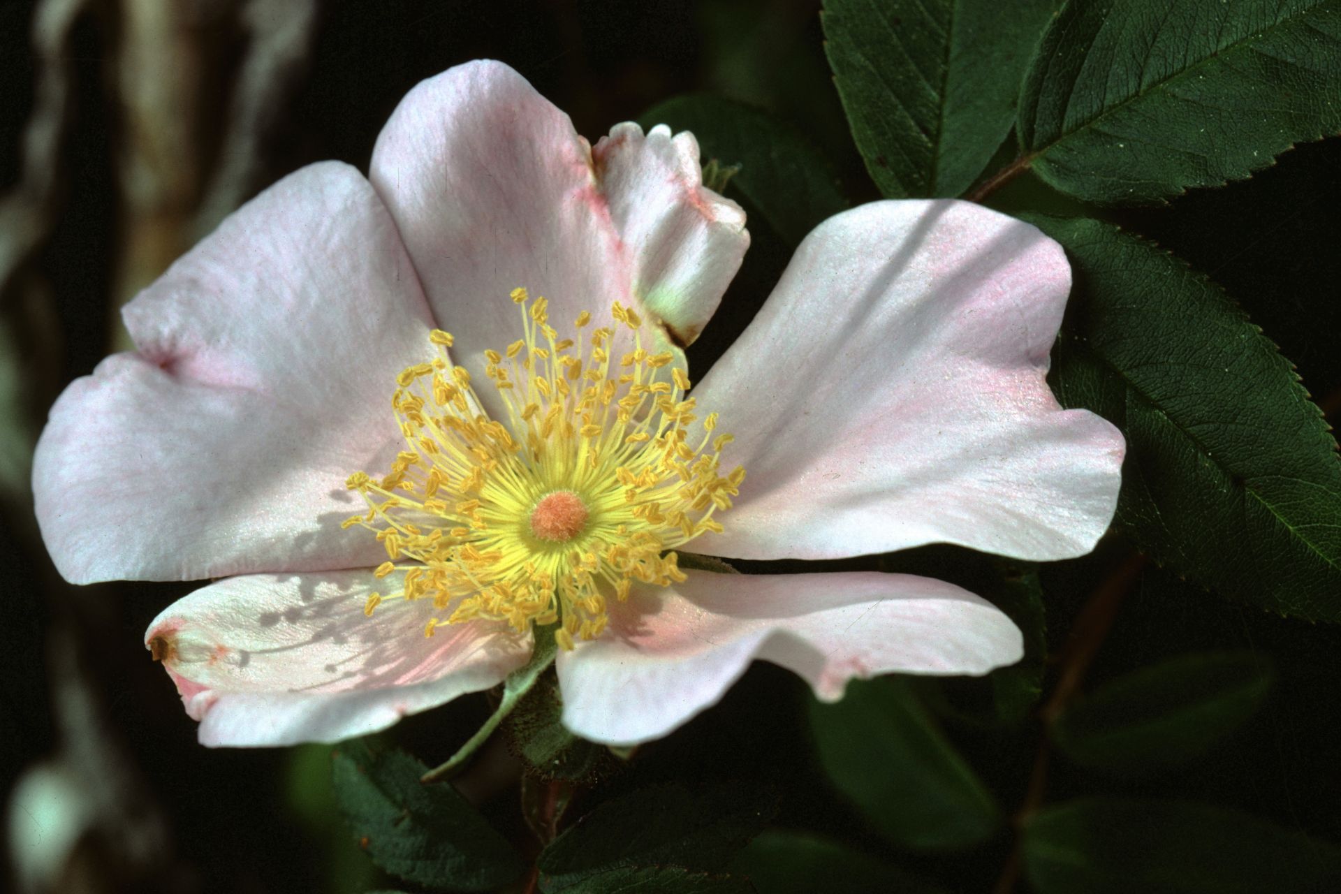 Matchmaking Roses with Florida Gardens