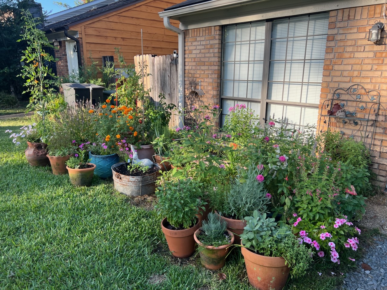 Small-Scale Container Gardening for Big Wildlife Impact