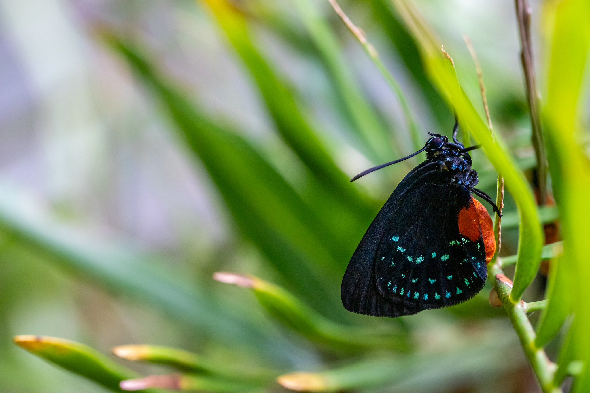 Earth Day and the Power of Wildlife Gardening