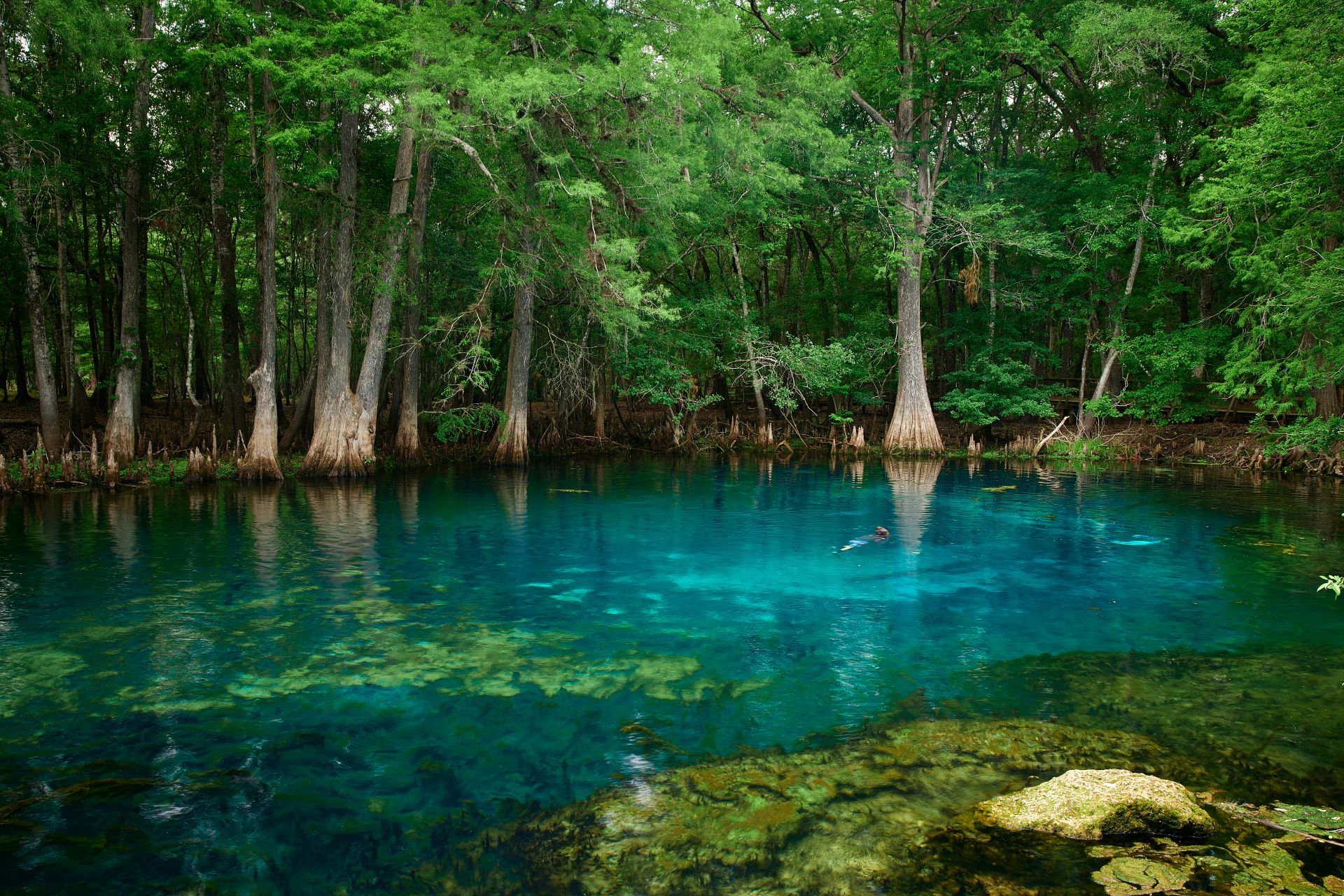 Get Outside with FWF: Manatee Springs