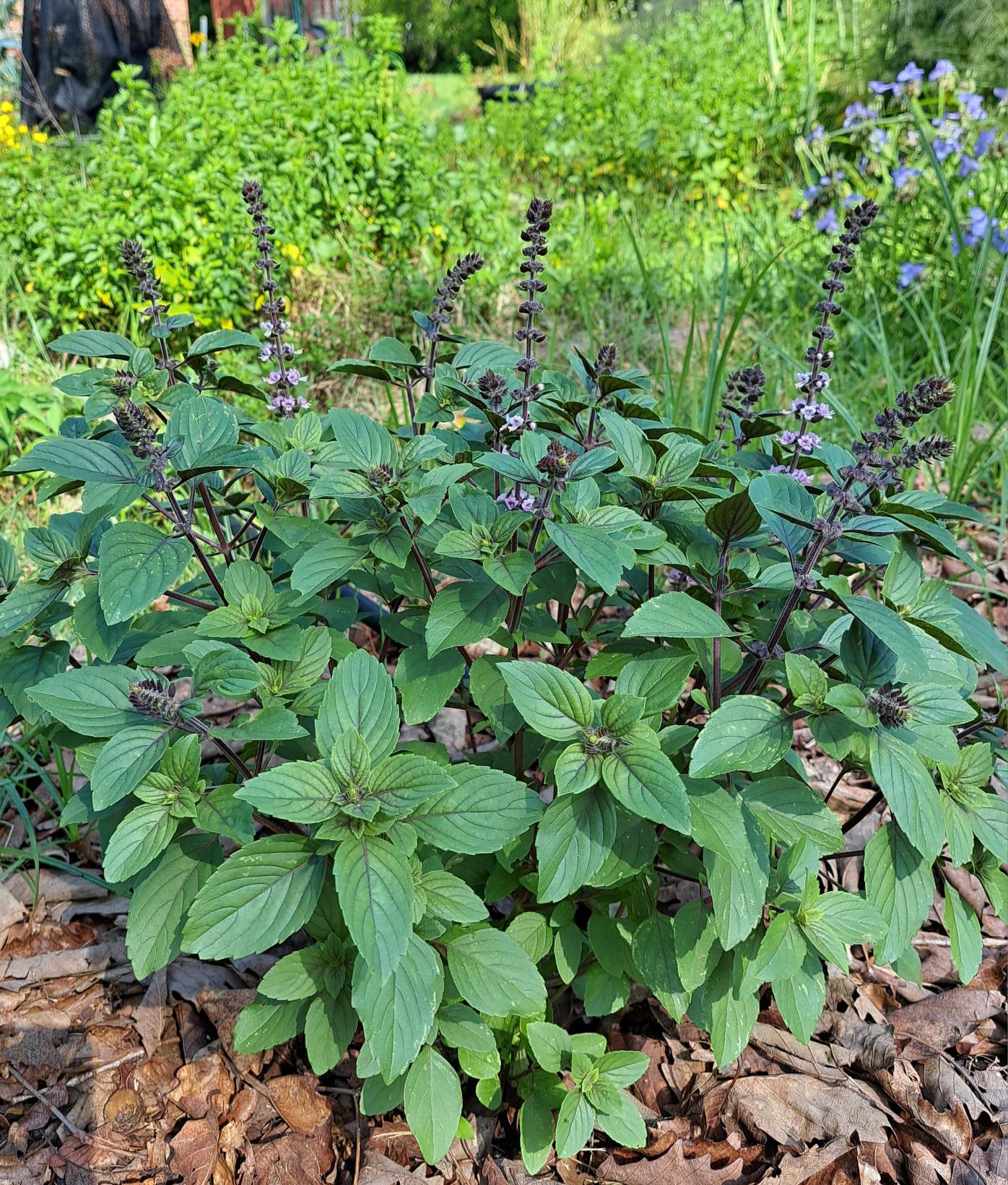 Herbs, Pollinators, and a Healthier Garden